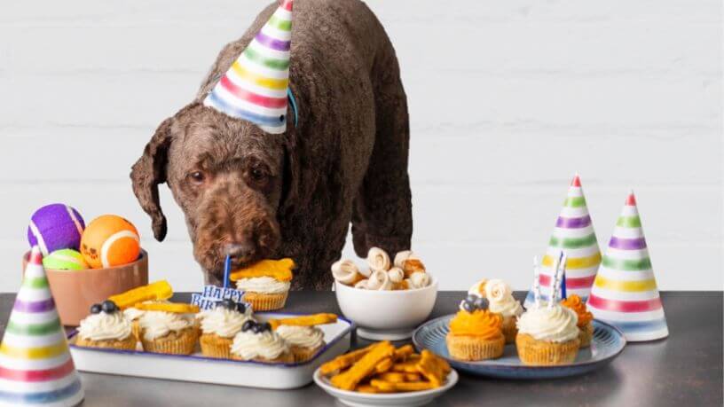 A dog wears a colourful party hat and looks at sweet treats on a table.