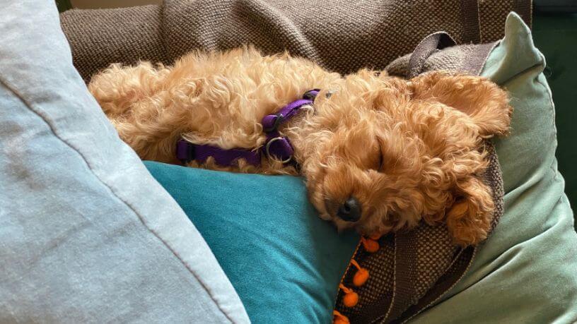 A puppy sleeps on a pile of pillows.