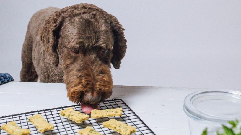A dog licks chicken chew treats on a cooling rack.