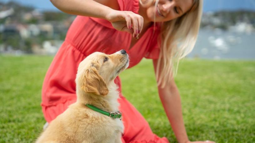 dog aggression towards visitors